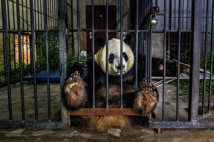 Siena International Photo Awards 2021