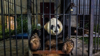 Juara pertama kategori Documentary & Photojournalism diraih MArcus Westberg. Foto: Siena International Photo Awards
