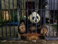 Karya Juara Siena International Photo Awards 2021 Bikin Merinding