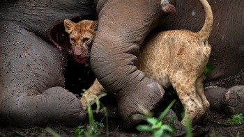 Juara kedua kategori Animals In The Environment diraih Roie Galatz Foto: Siena International Photo Awards