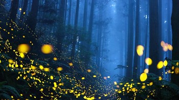 Juara pertama kategori The Beauty Of Nature diraih Shirley Wung Foto: Siena International Photo Awards