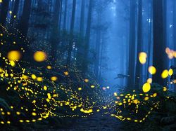 Karya Juara Siena International Photo Awards 2021 Bikin Merinding