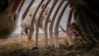 Juara pertama kategori Animals In The Environment diraih Ronan Donovan Foto: Siena International Photo Awards