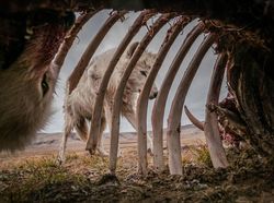 Karya Juara Siena International Photo Awards 2021 Bikin Merinding