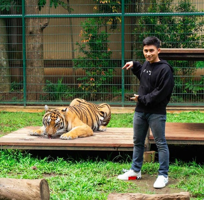Salah satu hewan peliharaan di kebun binatang tersebut adalah harimau benggala. Alshad juga memiliki serigala dan burung unta. (Foto: Instagram)