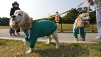 Lucunya banyak anjing yang memakai kostum peserta Squid Game berkeliaran di sekeliling boneka tersebut.  