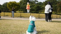 Aksi gemas anjing-anjing tersebut menarik perhatian warga.  