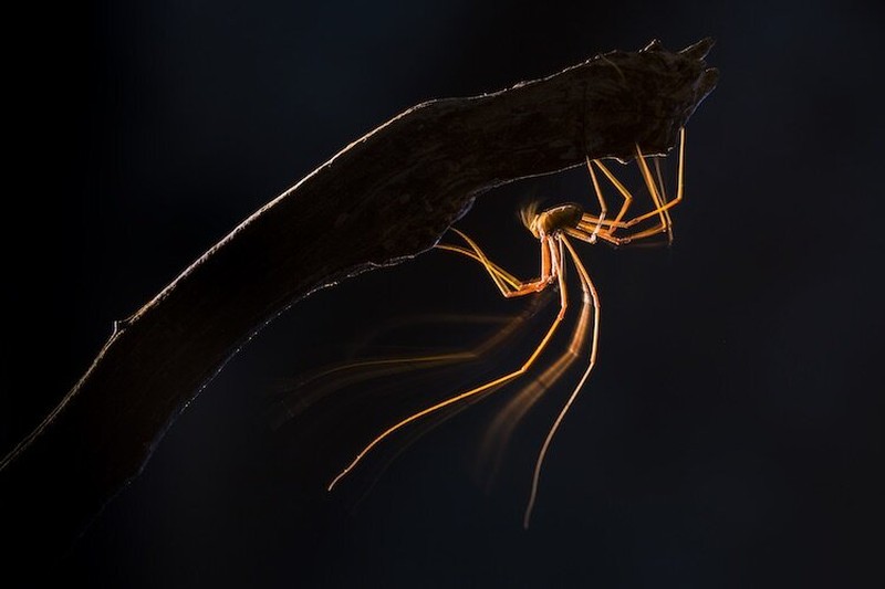 Close-up Photographer of The Year 2021