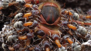 Juara 2 kategori Insects diraih Petr Bambousek Foto: Close-up Photographer of The Year