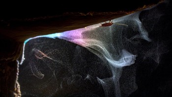 Juara 3 kategori Insects diraih Bernhard Schubert. Foto: Close-up Photographer of The Year