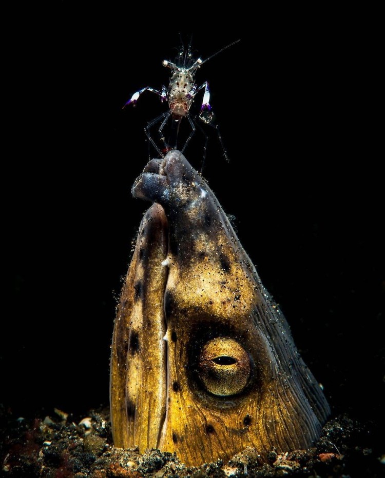 Close-up Photographer of The Year 2021