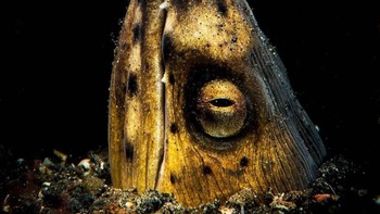 Finalis kategori Underwater diriah Giacomo Marchione. Foto: Close-up Photographer of The Year