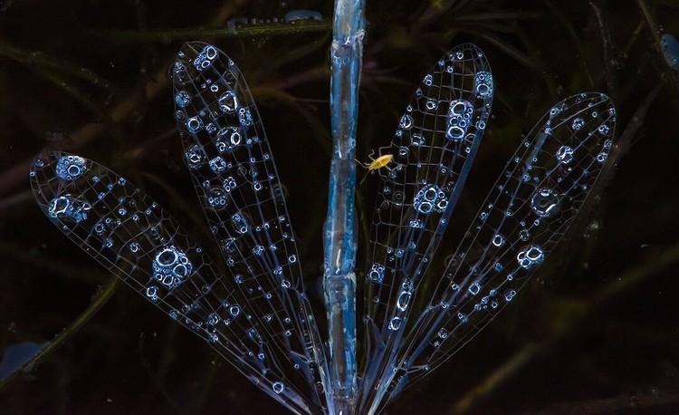 Close-up Photographer of The Year 2021