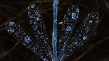 Juara ketiga kategori Butterflies & Dragonflies diraih Aniket Rangnath Thopate Foto: Close-up Photographer of The Year