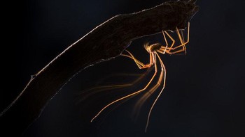 Juara ketegori Animals diraih Juan J. González Ahumada  Foto: Close-up Photographer of The Year