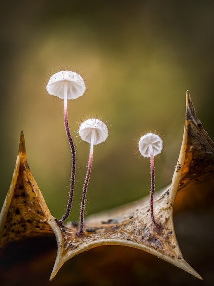Close-up Photographer of The Year 2021