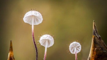 Juara ketegori Plants dan Fungi diraih Barry Webb. Foto: Close-up Photographer of The Year