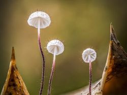 Foto Jawara Kontes Close-up Photographer 2021 Bikin Mata Terkesima