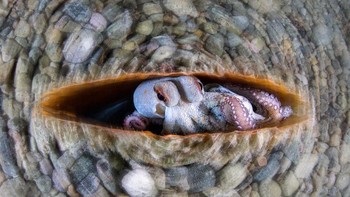 Juara ketegori Underwater diraih Alessandro Grasso Foto: Close-up Photographer of The Year