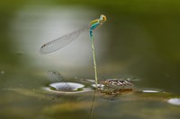 Close-up Photographer of The Year 2021