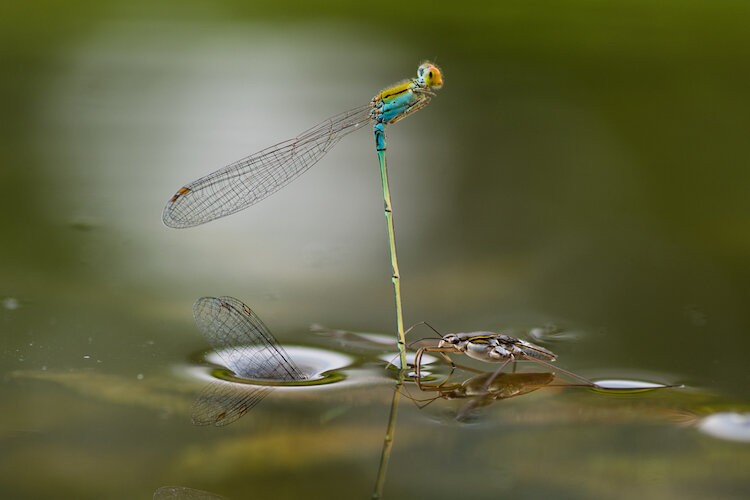 Close-up Photographer of The Year 2021