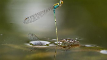 Juara kategori Butterflies & Dragonflies diraih Ripan Biswas. Foto: Close-up Photographer of The Year