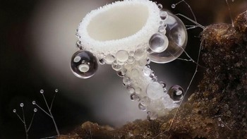 Juara 2 kategori Plants & Fungi diraih Andy Sands. Foto: Close-up Photographer of The Year