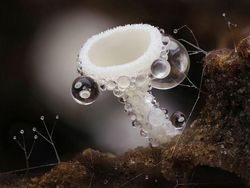 Foto Jawara Kontes Close-up Photographer 2021 Bikin Mata Terkesima