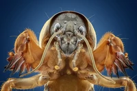 Close-up Photographer of The Year 2021
