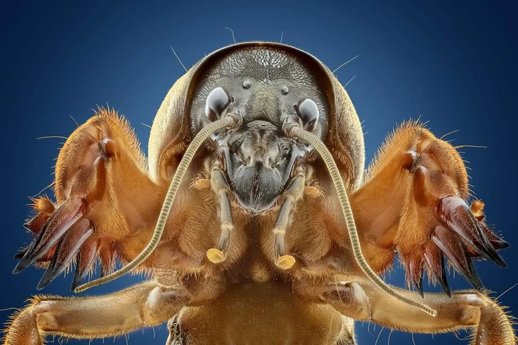 Close-up Photographer of The Year 2021