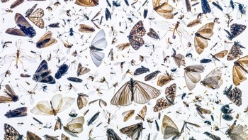 Close-up Photographer of the Year sekaligus juara kategori Insects diriah oleh Pål Hermansen. Foto: Close-up Photographer of The Year