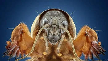 Finalis kategori Insects diraih Marco Jongsma. Foto: Close-up Photographer of The Year