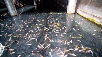 Salah satu pusat perbelanjaan yang terbengkalai diambil alih oleh puluhan ikan. Foto: Boredpanda