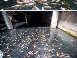 Potret Ngeri Bangunan Terbengkalai Tak Berpenghuni