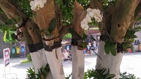 Begitu masuk areal nisan, peziarah disambut dua pot bunga Asoka berukuran besar,  dengan cat keemasan di sebelah kiri dan kanan jalan. Dua pohon beringin yang semula berlandas bebatuan, pagi ini berubah menjadi rimbunan Monstera Deliciosa. Diantara rindangnya batang beringin, tergantung beberapa tangkai anggrek bulan Pesona Indonesia.