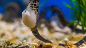 Bukan Betinanya, Ini Alasan Kuda Laut Jantan Justru yang Hamil & Melahirkan