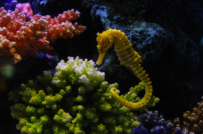 Kuda laut