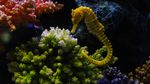 Fakta Menarik tentang Kuda Laut