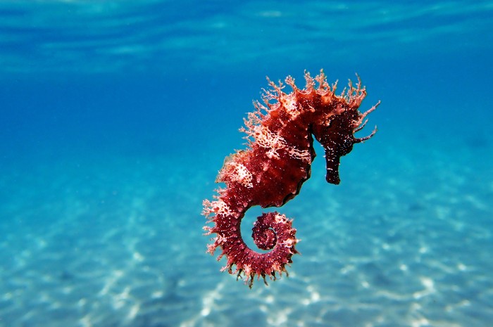 Kuda laut Kuda laut