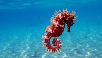 Peneliti menyebutkan kuda laut termasuk ke dalam ikan karena dia bernafas menggunakan insang, walau tubuhnya tidak seperti ikan pada umumnya. Dia juga tidak memiliki sisik.