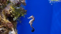 Fakta menarik yang sepertinya sering kamu dengar adalah yang melahirkan yaitu kuda laut jantan.