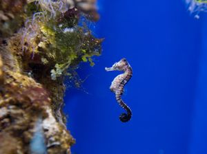 Melihat Hotel Khusus Kuda Laut di Australia