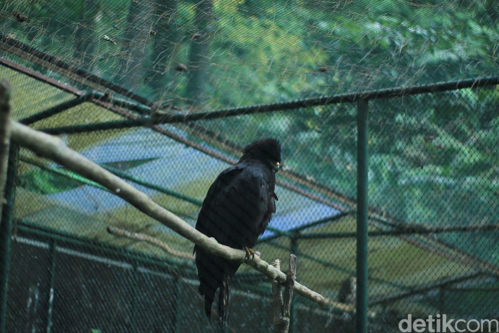 Loji Suaka Elang Bogor