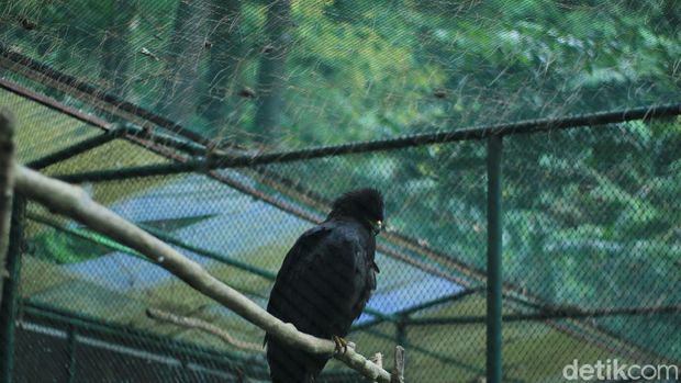 Loji Suaka Elang Bogor
