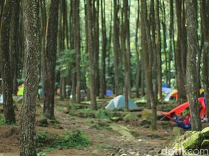 Kemah Ditemani Elang? Bogor Tempatnya