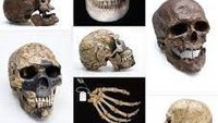 Homo Sapiens merupakan perkembangan dari jenis manusia sebelumnya dan telah menunjukkan bentuk yang sama seperti manusia pada masa sekarang. Dok. Australian.museum