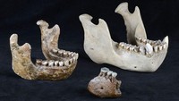Fosil-fosil Meganthropus Palaeojavanicus yang berhasil ditemukan, antara lain fragmen tulang rahang atas dan bawah, serta sejumlah gigi lepas. Dok. Senckenberg
