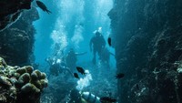 Keindahan bawah laut menjadi daya tarik para penyelam. 