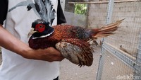 Pemilik Prayitno Farm ini menjelaskan, bahwa awalnya dia membeli sepasang ayam ringneck pheasant secara impor dari Amerika Selatan. Selanjutnya, Dwi mulai mengembangbiakkan ayam tersebut.