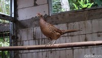 Selain memiliki warna yang unik, kelebihan lain dari ayam ringneck pheasant yakni mampu mendeteksi gempa dan gunung meletus. Kemampuan itu muncul secara alami.